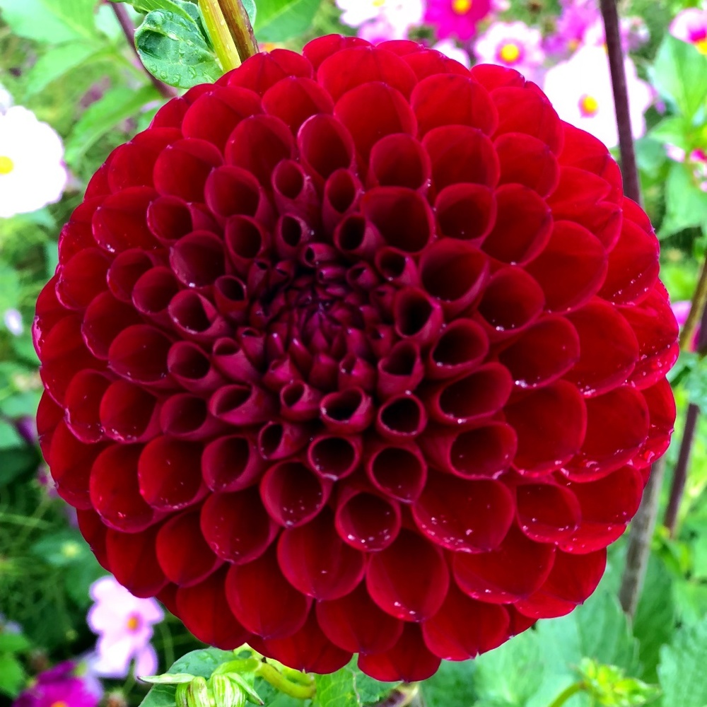 Meet your Posher, sfshopgurl